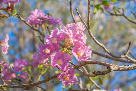 粉红色的喇叭花树图片
