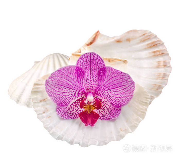 兰花花粉红色 海贝壳 孤立 剪影 布加勒斯特蝴蝶兰照片 正版商用图片0y580r 摄图新视界