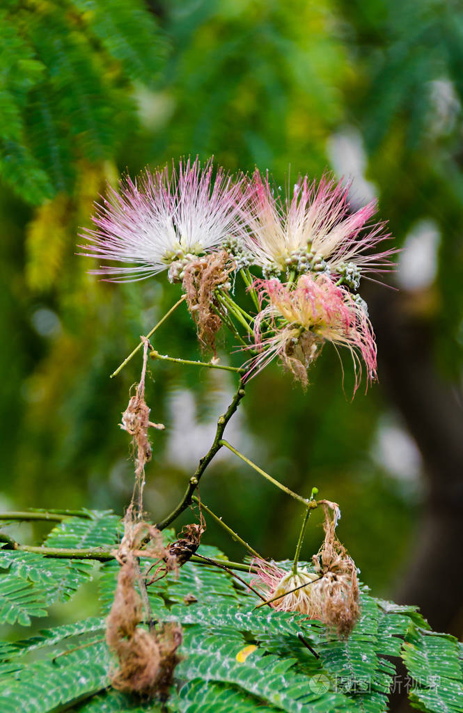粉红色的合欢树波斯合欢树合欢花树花关闭