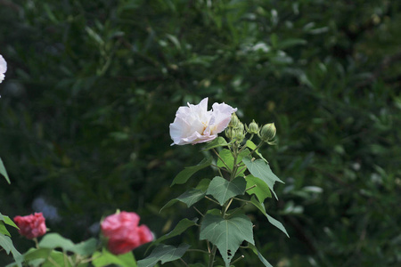 木芙蓉或邦联玫瑰