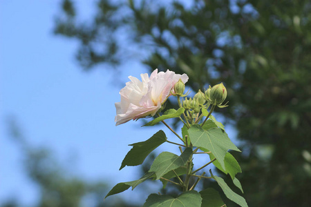 木芙蓉或邦联玫瑰