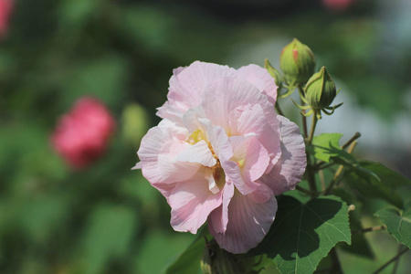 秋天的花园里的美丽紫芙蓉