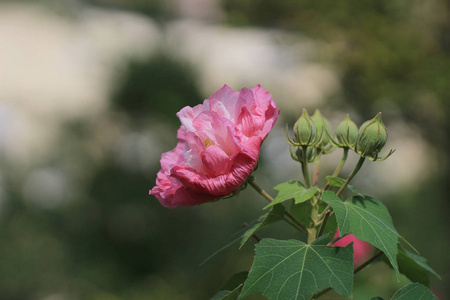 秋天的花园里的美丽紫芙蓉