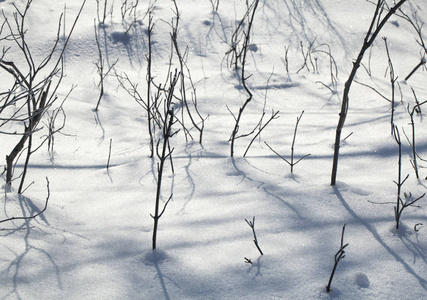 天然雪和树枝的质地