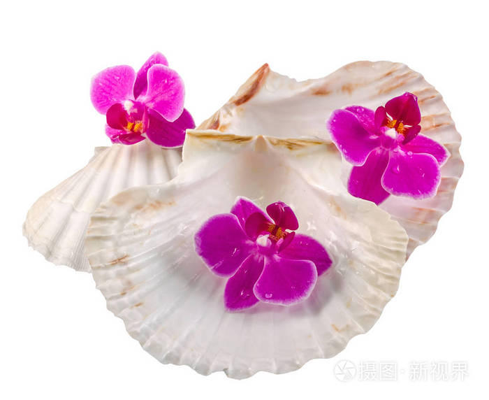 兰花花粉红色 海贝壳 孤立 剪影 布加勒斯特蝴蝶兰照片 正版商用图片0y5a6m 摄图新视界