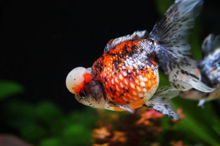 冠鱼白布冠珍珠鳞片金鱼照片