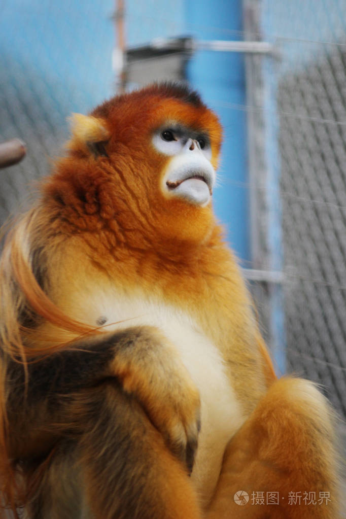 金色的怠慢鼻猴在2016