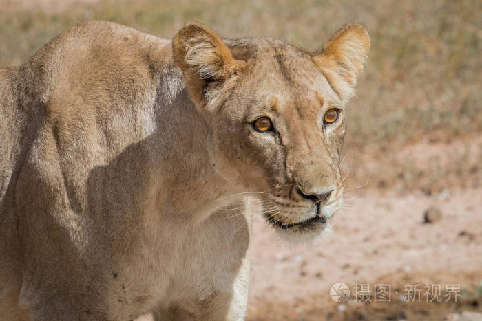 一只母狮子的侧面