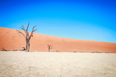 在 Sossusvlei 沙漠死树