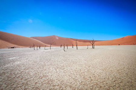 在 Sossusvlei 沙漠死树