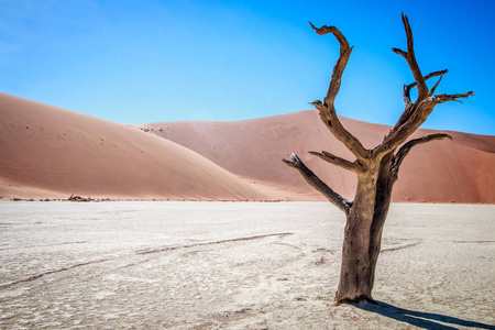 在 Sossusvlei 沙漠死树