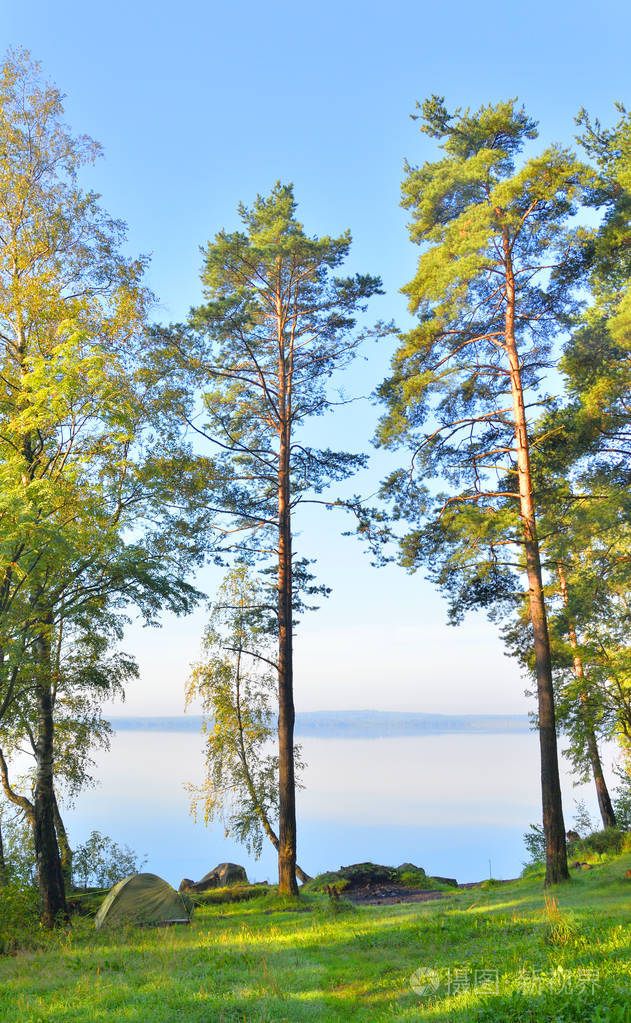 在夏天的松树林