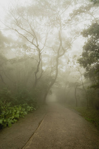 通过与浓雾的黑暗迷雾森林的路径