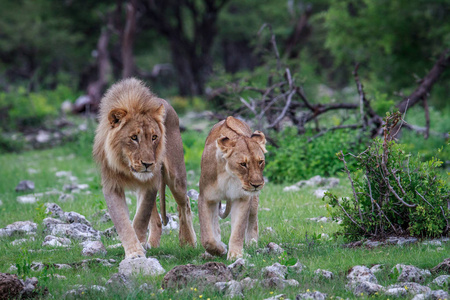 狮子夫妇走在草地