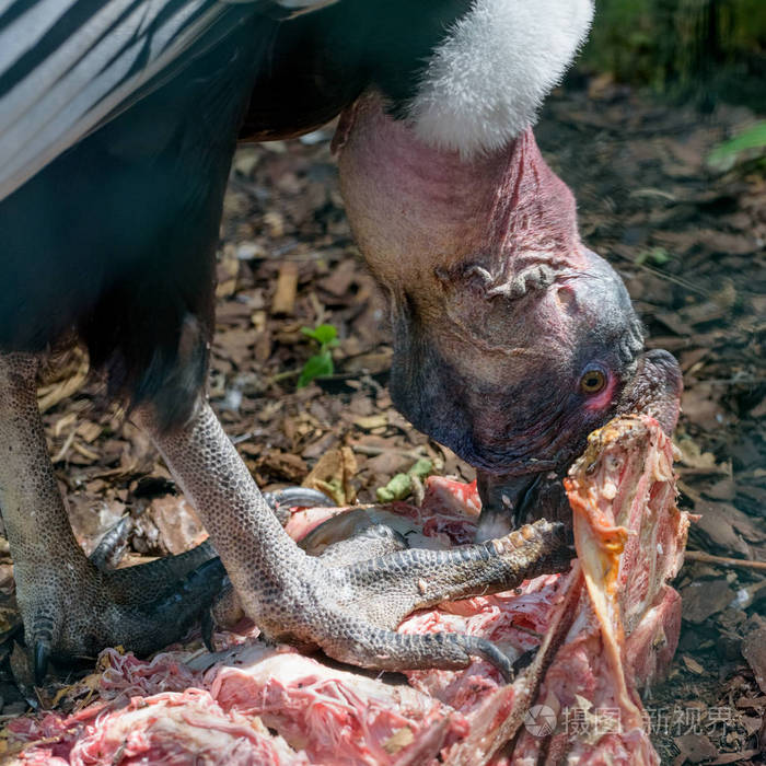 安第斯秃鹰用腐肉喂养特写