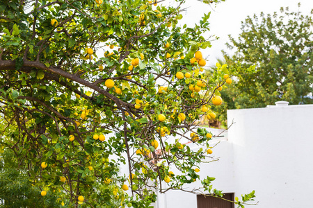 在希腊的一棵树上挂着成熟的柠檬, 阳光照在树叶上