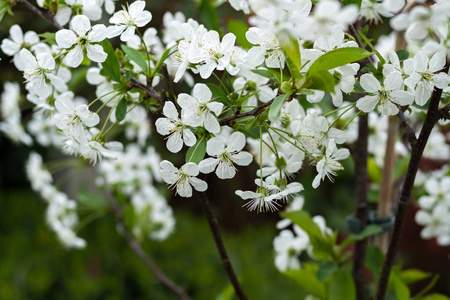 白花的樱花在春天一天