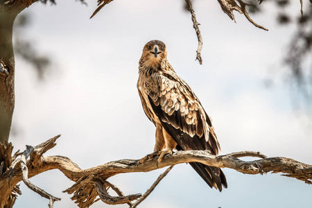 褐黄色的两侧图片