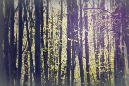 低阳光穿过树林图片