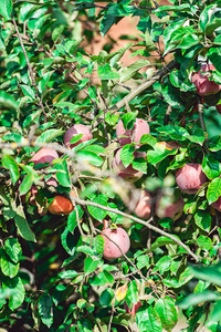 熟透了的树枝上的苹果。夏天收获的苹果