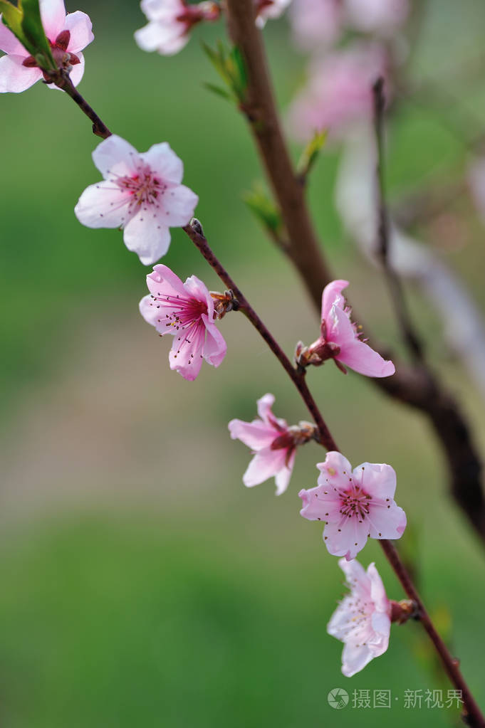 粉红色的桃花特写