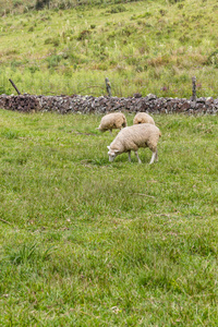 在一个农场里放牧绵羊