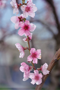 粉红色的桃花特写图片