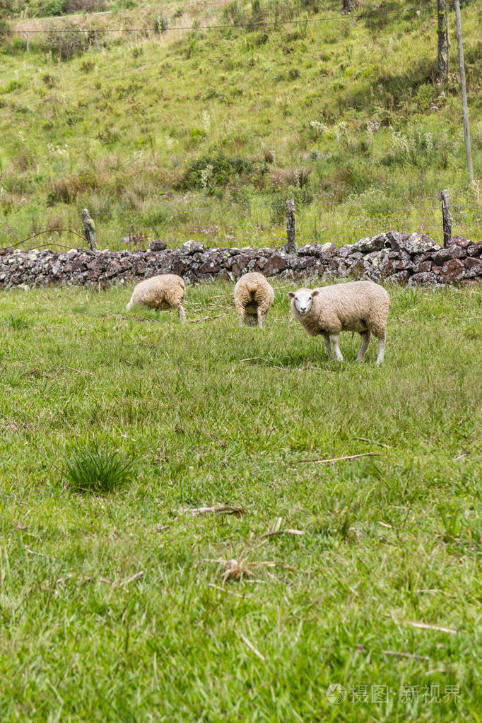 在一个农场里放牧绵羊
