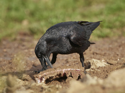 普通乌鸦Corvus Corax