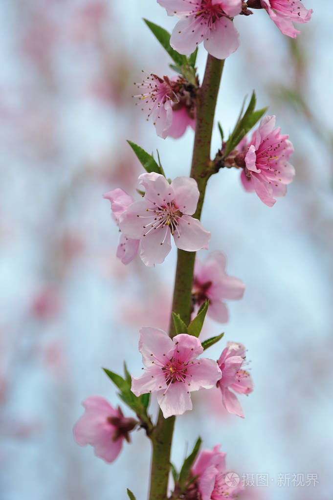粉红色的桃花特写照片-正版商用图片0y5jzf-摄图新视界