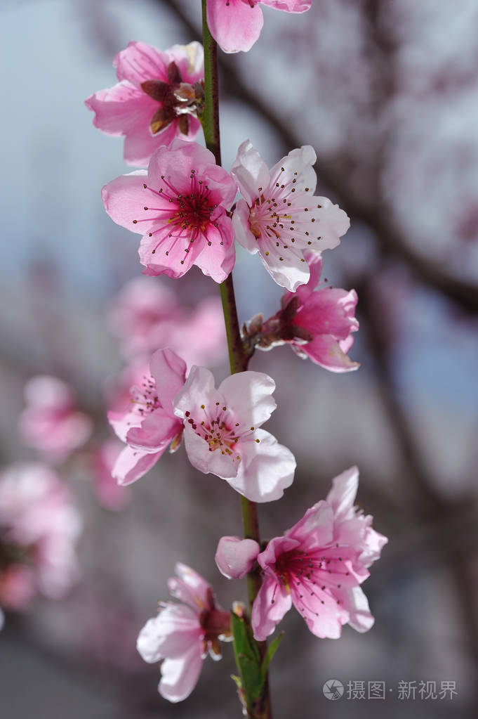 粉红色的桃花特写