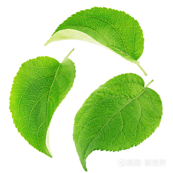 苹果树叶上白色孤立的一套