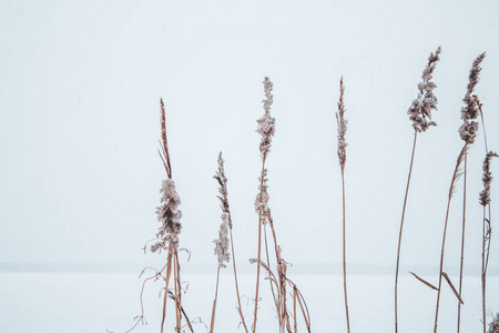 在结冰的河岸上的雪地上的芦苇