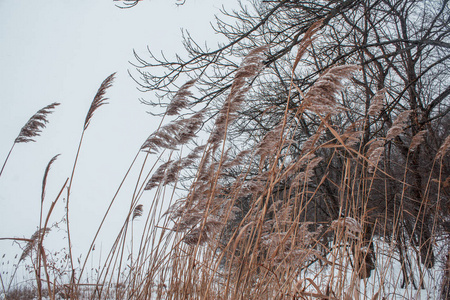 在结冰的河岸上的雪地上的芦苇