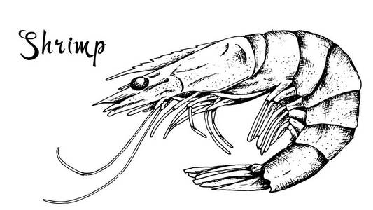 虾素描图片-虾素描素材-虾素描插画-摄图新视界