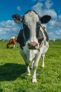 在一块草地上的荷兰奶牛