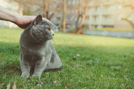 手抚摸短毛猫室外。与复制空间