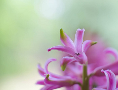 粉红色的花特写