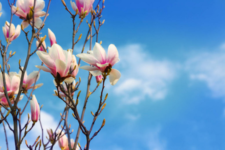 美丽的玉兰花在春天蔚蓝的天空背景