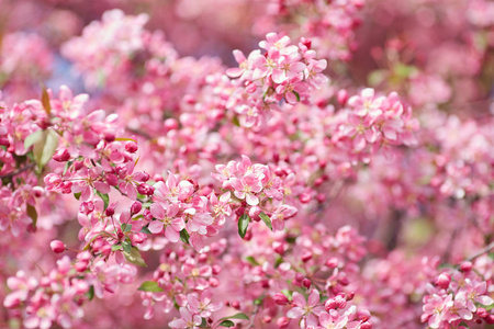 美丽的花枝