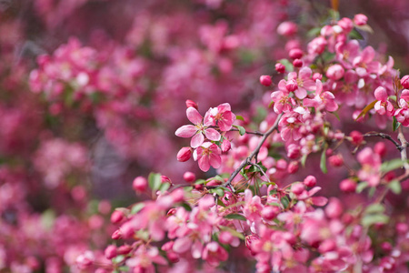 美丽的花枝