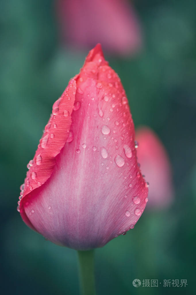 粉红色郁金香雨后的水滴覆盖