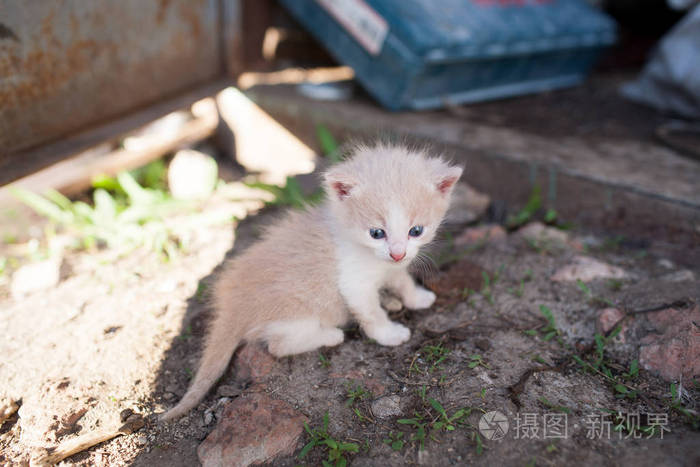 有趣的红小猫坐在地上