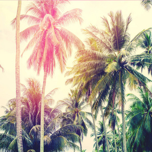 棕榈树丛林色调热带花园景观图片