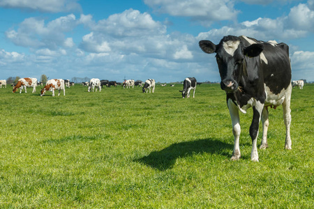 在一块草地上的荷兰奶牛