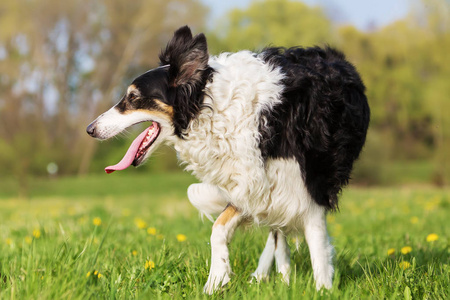 边境牧羊犬在户外的肖像