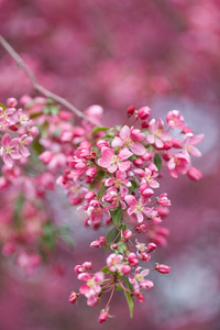 美丽的花枝