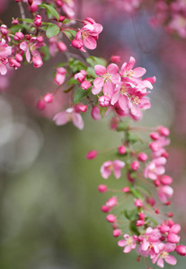 美丽的花枝