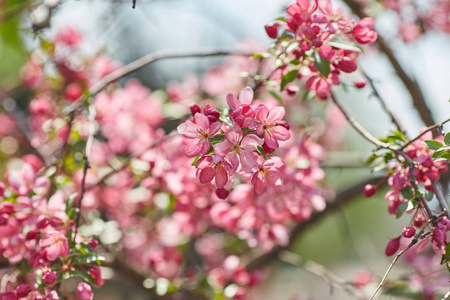 美丽的花枝