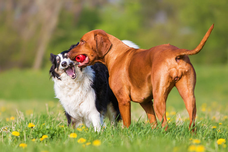 边境牧羊犬和罗得西亚脊背龙争取一个玩具